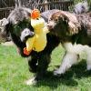 Kong Comfort Jumbo Duck - Image 2