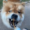 Nuts For Pets Poochbutter Pal - Image 2