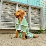 Pastel Pooch Boutique XLarge Drying Coat Sage Green