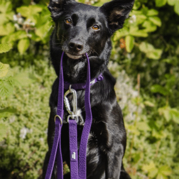 Twiggy Tags - Tidal Waterproof Lead Amethyst 4FT