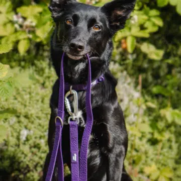 Twiggy Tags - Tidal Waterproof Lead Amethyst 4FT