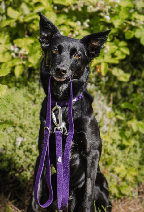 Twiggy Tags – Tidal Waterproof Lead Amethyst 4FT