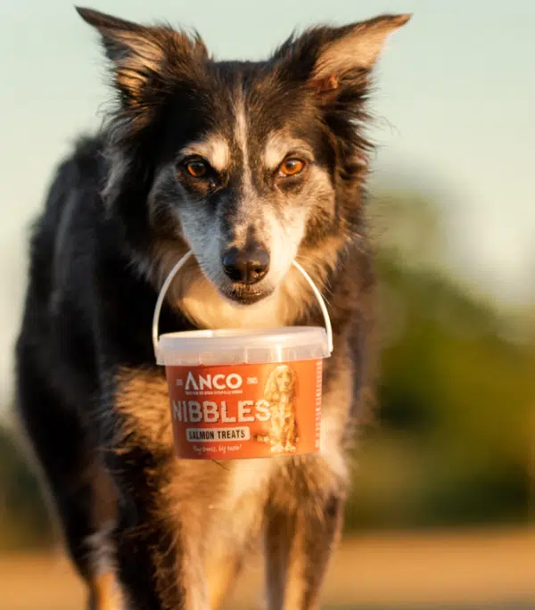 Anco Nibbles Salmon Treats 300g