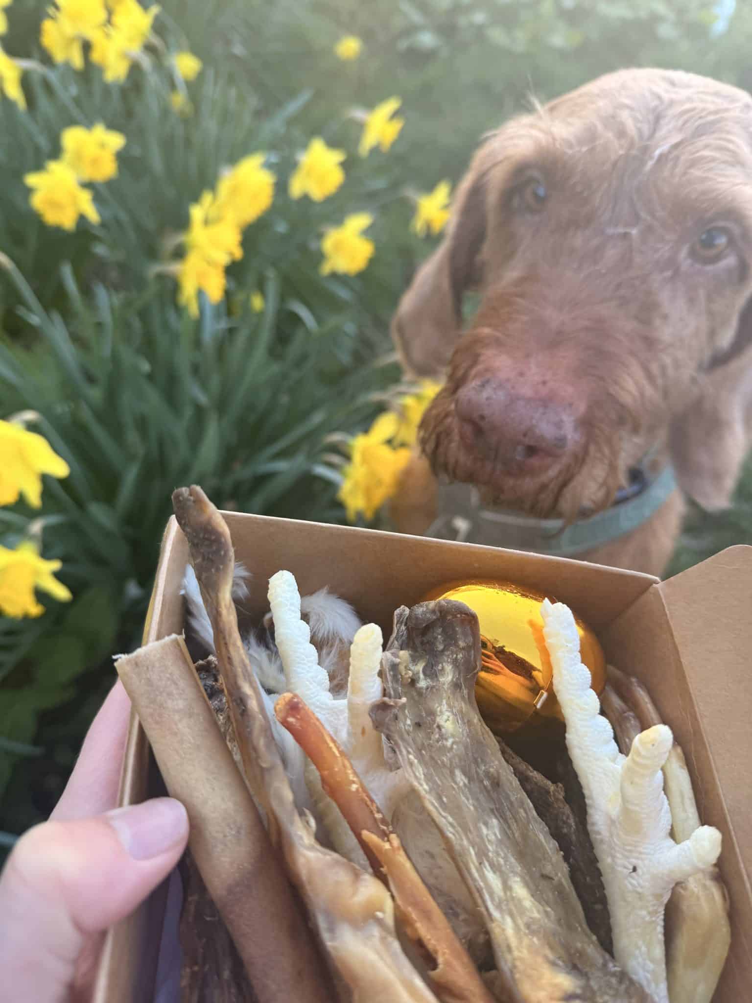 Easter Treat box – Can you find a Golden Egg?