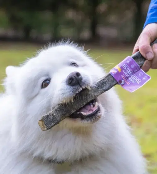 Skippers Jumbo Jerky Toothbrush- With Wolf Fish - Image 2